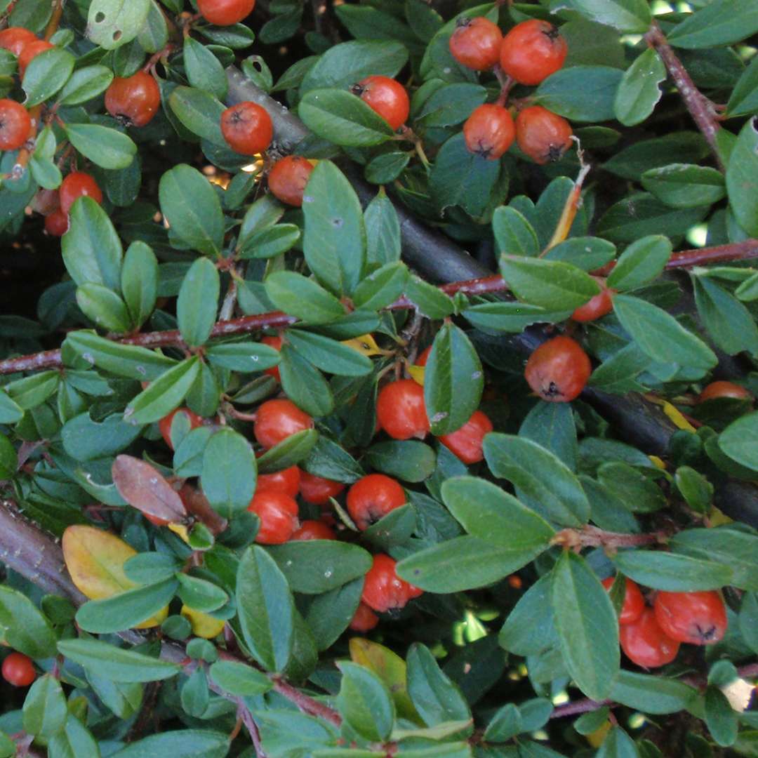 Close up of red Cotoneaster Coral Beauty fruit